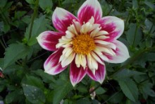 big_8529989_0_220-147